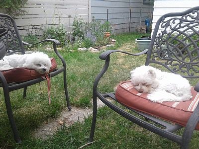 scruffy1 profile photo