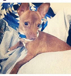 darvihal profile photo