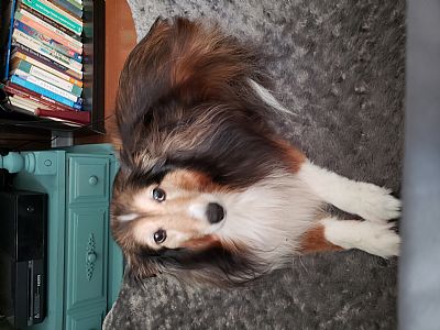 Grayiris profile photo