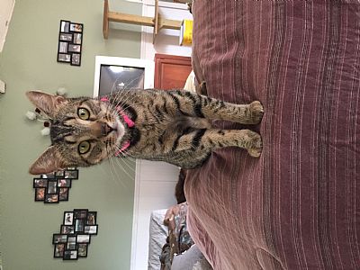 Grayiris profile photo