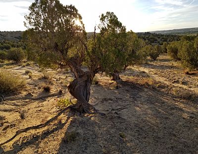 Xray tech profile photo