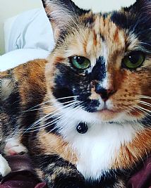 pugglelove24 profile photo