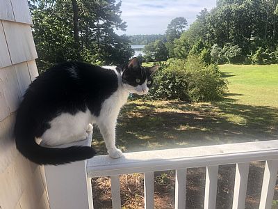 Salmongaze profile photo