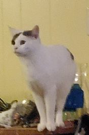 Adeon'sSurvival profile photo