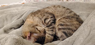 Adeon'sSurvival profile photo