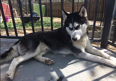 Adeon'sSurvival profile photo