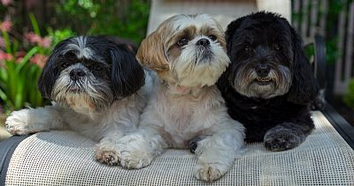 Howiebin profile photo