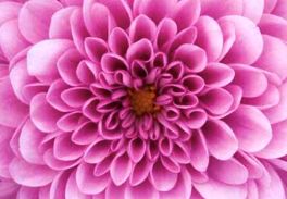 tamarosher profile photo