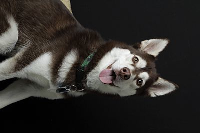 brookecarneal profile photo