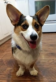 Linzcox123 profile photo