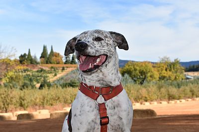 olipvas profile photo