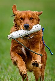 Sunfirerug profile photo