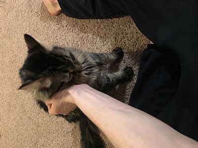 kynuke profile photo