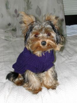 tersavt profile photo