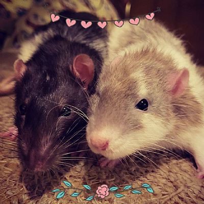 Hazerino profile photo