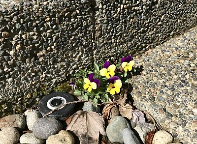 sngmorris profile photo