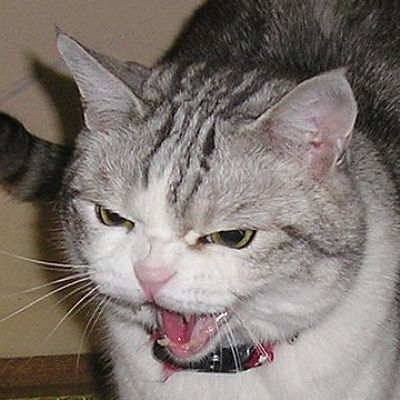 toughslime profile photo