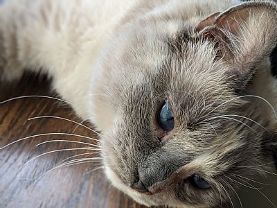 malibuflavor profile photo