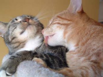 Rubeckia profile photo