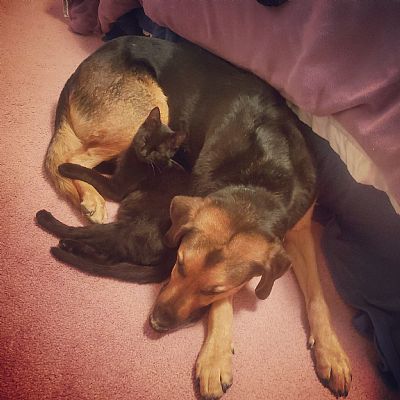 codicaracci profile photo