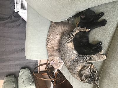 Aftonrae profile photo