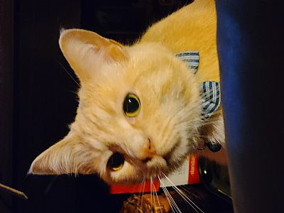 Williis profile photo