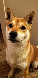 johnnyram profile photo