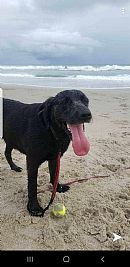 slangston profile photo