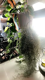 EmmalineMorris profile photo