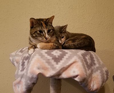 janaya.hudley profile photo