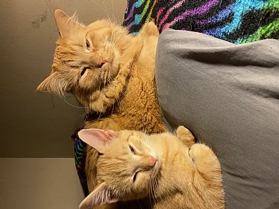 kayoscarson profile photo