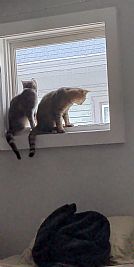 gReed717 profile photo