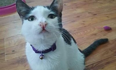 sassycat profile photo