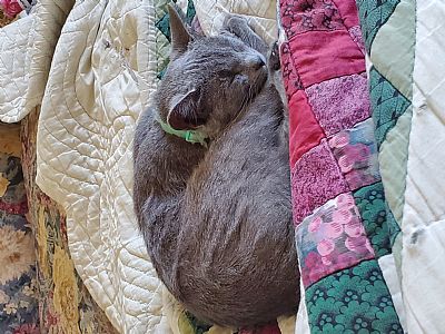 Crystalallison profile photo