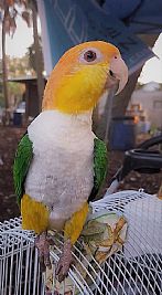 lexithebird profile photo