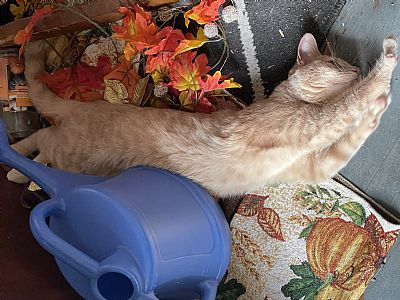 Kalewi profile photo