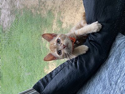 SageAysel profile photo