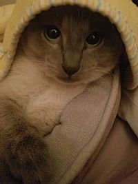 Lisa618room profile photo