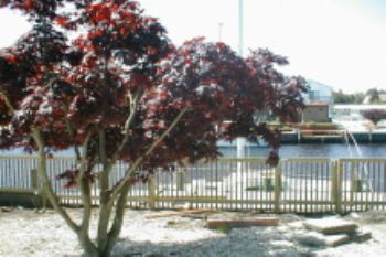 cuonthebay profile photo