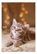 nivalen profile photo