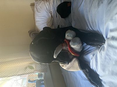 Theboredomempir profile photo