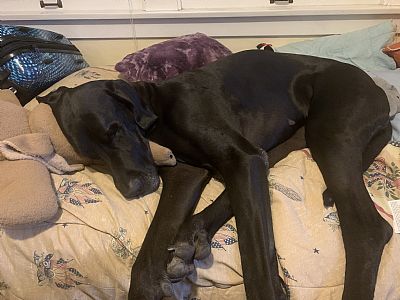 Theboredomempir profile photo