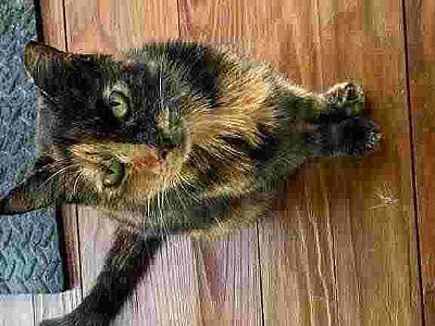 kmdevolld profile photo