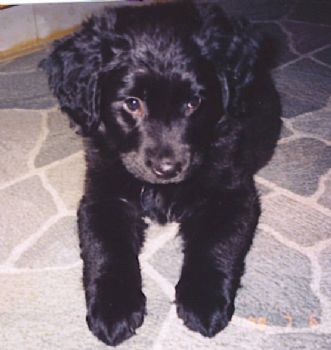 mtpoloking13 profile photo