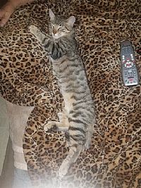 CatBuddy profile photo