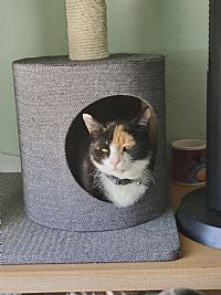 SG_Appenzeller profile photo