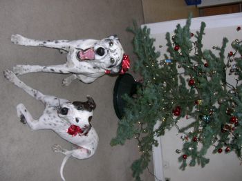 scottscott profile photo