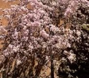 Cindy08 profile photo