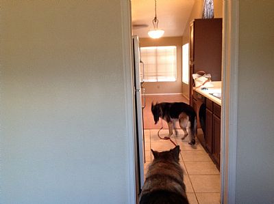 Phx house profile photo