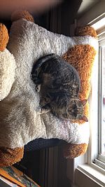 Kayleesh profile photo